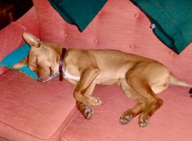 Motivational Speaker Greg Tamblyn's dog Houdini sleeping in a funny position