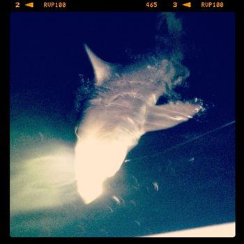 Spend about 35 minutes fighting this bull shark and getting it to the boat. Came in at about 6 foot, 130 lbs..Hauling him in at night was a little scary and when it was over My butt was tired