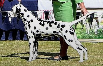 BISS Cristabo I am Legend "Remi" (ex CH Cristabo Devilz Dzire by Can/NZ CH Dalalta New Story at Cristabo CAN), click here to go to his page