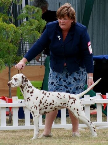 CH Cristabo Devilz Delite ("Coco") - NZ's top winning Dalmatian bitch, 2007, 2006.