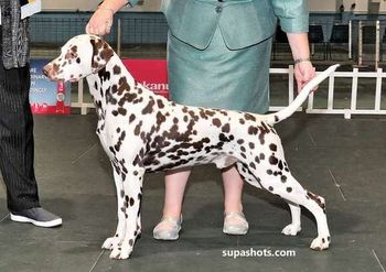 GR CH & Spec GR CH BIS/BISS CH Cristabo Xmas Cracka "Cracka" (ex CH Cristabo Star Attraxion by NZ CH Toots Zee Devil at Cristabo NWY) Click here to go to his page