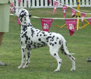 CH Cristabo SaintorSinna "Sin" (ex CH Cristabo Devilz Delite by CH Cristabo Reach For Starz) Click here to go to her page