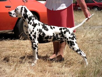 NZ CH Toots Ever Blazen at Cristabo (NWY) "Blaze", (by CH Perdita's Counterstrike ex CH Toots You can Call Me Al) click here to go to his page
