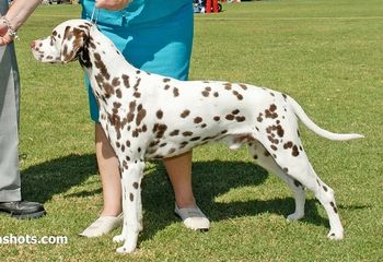 RBISS CH Cristabo Electrical Storm "Phoenix" (ex RBISS CH Cristabo Beltaine Fire by CH Cristabo Reach For Starz) Phoenix made a promising debut into the show ring. He was awarded Reserve Best in Show at our Dalmatian Specialty Champ show from the puppy class (just like his mother) and followed this up with a Best Puppy In Show (All Breeds Champ Show) and Best Puppy In Show (2008 Dalmatian Specialty Show). He gained enough points for his champ title before turning 12mths and qualified for the Supreme Puppy of the Year competition (in both the North and South Island).
