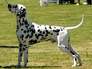 CH Cristabo Blazing Spirit "Dougal" (ex CH Cristabo Beltaine Fire by NZ CH Toots Zee Devil at Cristabo (NWY)