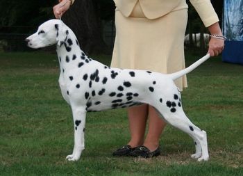 CH Cristabo Tearz in Heaven "Calypso" (ex CH Cristabo Star Attraxion by NZ CH Toots Zee Devil at Cristabo (imp NWY) Click here to go to her page