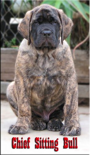 Upcoming star "Kahless" 11 weeks old Lamars Kahless the Unforgetable owned by Robin & Nikki Puri Sire: Ch.Landondales Beyond Yankee Blu "Blu" Dam: Lamars Oh Yes I am "Diva"