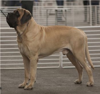 Ch.Lamars You Cant Touch This "Hammer" 35" tall 240 pounds. Our lil Giant co-owned & loved by Elena Herrera
