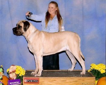 Lamars Belle Star Bred & co-owned by LAMARS Owned by Donna Desquilletts Sire: Ch.Lamars Claudius Optimus Dam: Ch.Lamars Molly Dolly Britestar