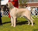 Jimmy's son X Ch.Lamars Pardon my French "Beamer" Lamars Ima Be Me A Special Chaputepek 8 months old