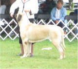 Ch.Lamars Belle's Super Star Dam: Ch.Lamars Belle Star Sire: Ch.Lamars In It To Win It " Jimmy J " "STAR" Winners bitch at the 2009 Mastiff Club of America Specialty in North Carolina