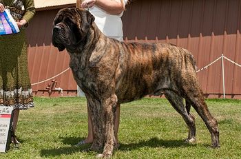 "Kahless" getting his 2nd major. Thank You Kelly Hackler for all your hard work handling this guy. Kahless is a Ch.Lamdondale's Beyond Bklu son out of Lamars Oh Yes I Am " Diva" a Jimmy J daughter