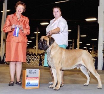 "Beau" Ch.Lamars A Tout Le Monde at Nitannys. Out of " Sherman" by "Rendee' " Ch.Lamars Pardon My French an "Opie" daughter. Co-Owned and loved by Kirsten Ludwig & Joan Daley. Handled by Carrie Claiber