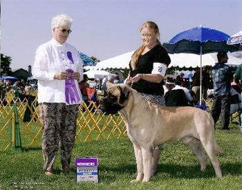 Lamars Macloed of Highlander Ch.Lamars Claudius Optimus X Ch.Lamars Highlanders Tessa Handled by Kelly Hackler