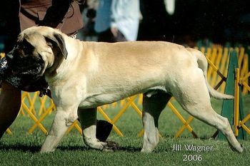 "Goliath" Opie's son out of Lamars Dazzling Diamond "Sheera" Bred & owned by Keith Zucca pictured14 months