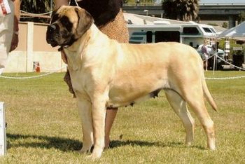 Int.Am.Ch. Lamars Twist of fate #2 Mastiff bitch 2005 , 2005 MCOA Collar award winner Best of Opposite Sex, 2006 MCOA National Specialty Award of Merit winner 2006 MCOA Collar Award winner Best of Opposite Sex. Dam to Jimmy J