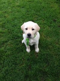 Kit is home, 9 weeks