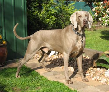 "Riley" TS Grand Ch/Dual Ch (T) Everweispark Xquizid CDX RAE2 QND ORA ET - Whelped: 14/7/07 - Sire: Nambeapark Who Dares Wins x Dam: TS Grand Ch/Dual Ch (T) Greydove Uptown Girl CCD RE ET. Contact: Everweispark Kennels - Bernie & Linda Evertsen (03) 5282 3331 Mob: 0400 684 112 Email: everweis@bigpond.net.au