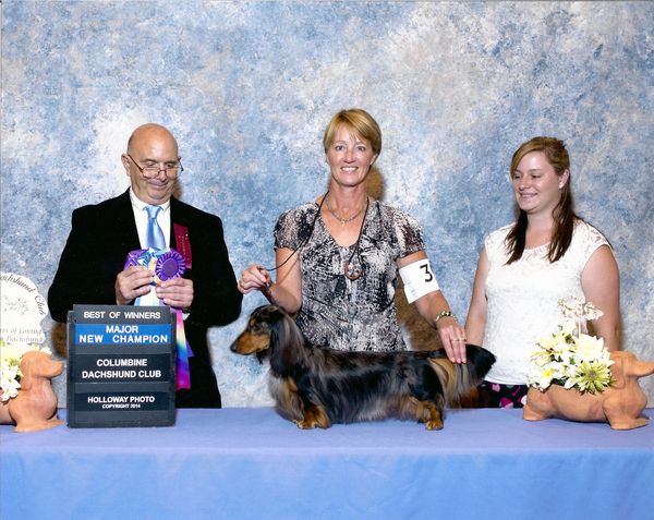 Gch. Galewinns Kaycees Golden Ticket ML
"Willy"