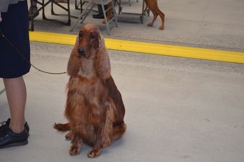 "Izze" Galewinns Tramore Style N Grace Owner: Lora Erickson Scottsdale, AZ This is Izze being shown in February 2012. I can't get over how much she looks like my Rio!!
