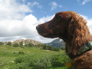 Skye (Galewinns Seventh Inning Stretch) on one her many hikes that she gets to take in the mountains. Have I ever said how jealous I am of Skye's life of adventure??? Sept 2011
