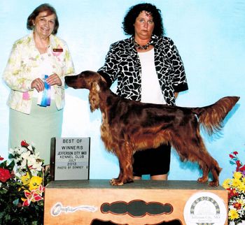 "Ripley"
Galewinns Four of a Kind Ripley's Believe It Or Not Owners: John & Dalenita Arnold Missouri
Shown here after winning at a show in Missouri. Ripley now has 6 points with one major. July 2013