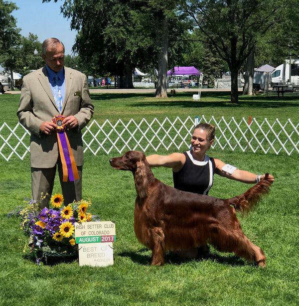 "Cameron"
GCHB. Galewinns Rio Bravo
(BIS CH. Jewelset Second Attraction x GCH. Galewinns Tramore Unassuming Grace)