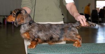 "Jersey" (Click on Jersey's name to go to her page) Kaycees JT's Too Tough To Tame at Galewinns MLD (CH. Wagsmore Low & Behold x BISS CH. Kaycees Galewinns All Revved Up MLD)