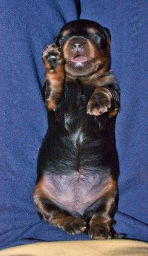 Beanie at 10 days old - she weighs over a pound now. Look at her belly -she certainly isn't starving!!