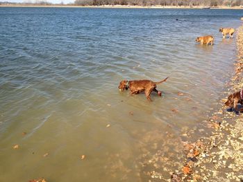 "Connor" Galewinns Diamond in the Ruff Connor swimmin at the dog park! Owners: Brenda & Skip Gast Kansas