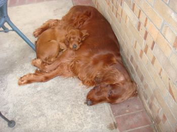 "Bartley (green boy) sleeping on his new buddy Keefer.
Galewinns Balls of Fire
Owners: Kathryn & Rich Cheever & myself