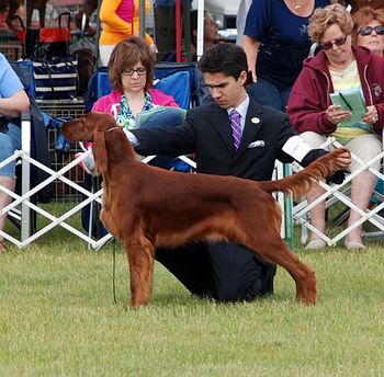 Galewinns Suset At The Beach "Devon". Devon is being shown here at the 2014 irish setter national in Ohio by handler Schuylar Moore. Devon is loved and owned by Lydia Mill and lives in Pennsylvania.