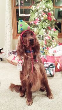 Ripley saying "Merry Christmas".
Galewinns Four of a Kind Believe it or not
Owners: John & Dalenita Arnold
Missouri