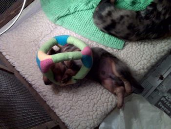 Puppies are 5 weeks old now. Getting big and soooo cute now. Stay tuned for first stack pictures next week. Feb. 2012