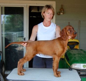 This is the blue boy at 3 months old. He will stay in Colorado and live out his life with me. His registered name is Galewinns Rio Grande and his call name is "Tank". Funny name I know but it fits him!! July 2012