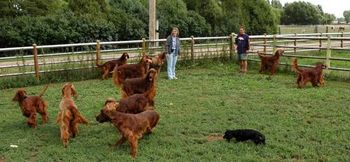 Count em!! We had TEN irish setters and 1 dachshund running together at Bill's house this weekend. It was Blaise's 1 year birthday and what a great irish party we had!!