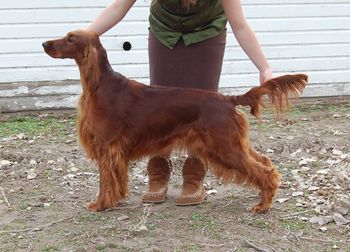 " Rio" (click on her name to see her page) CH. Galewinns Tramore Unasumming Grace (AFC DC Pompei's Look Who's Here MH VCX RA x CH. Tramore Keepin' On Galewinns JH)