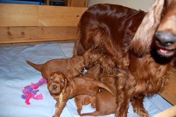 Four weeks old and growing so fast. Still nursing on mom but won't be long and I will have to start feeding them.