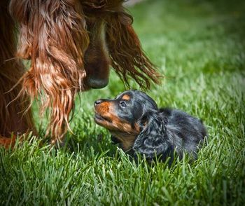 Rosie & Beanie in the yard. Beanie has her own body guards - those setters protect Beanie like you can't believe. Rosie herded her back home when she started getting to far away.