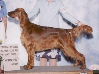 "Rosie" (Click on Rosie's name to go to her page) Ch. Galewinns Irish Rose (Ch. Keliaire Marlin Brando x Tramore D Toribel) Whelped 4/18/02