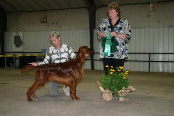 Blaise winning "Best Puppy" at the Irish Setter Club of Colorado Specialty. Her brother, Pierce, went Best In Sweeps and Blaise was Best Opposite - not a bad day!! Thanks to breeder judge, Jean Johnson.