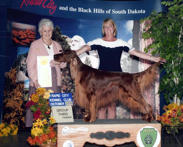 "Tank"
CGCHB. Galewinns Rio Grande
(BIS BISS CH. Jewelsets Second Attraction x CH. Galewinns Tramore Unassuming Grace)