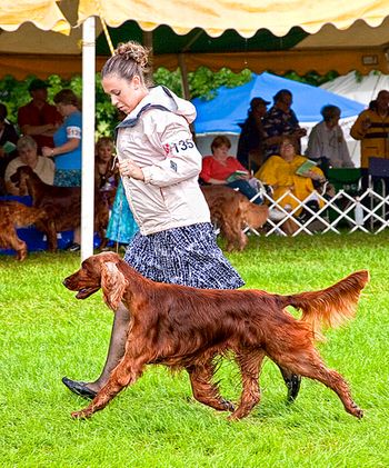 This is Melissa Money showing Kaige (Galewinns Who's At Bat?) at the National. You can't see it but it was pouring rain. Still, Kaige's movement was beautiful!