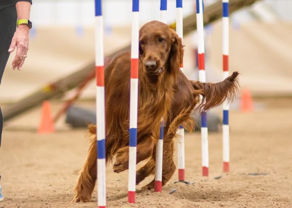 Deni at her second agility trial. She double q'd!!!