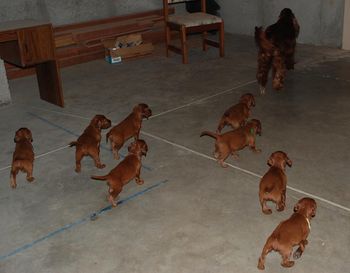 I have an unfinished basement. I let the puppies out tonight to run the basement. They had a ball chasing their mom around.