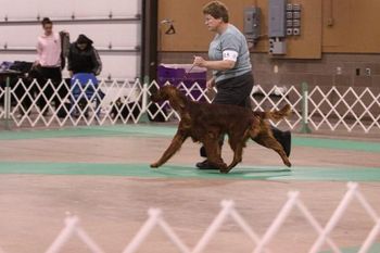 "Brody" Galewinns Huntersglen Badlands Owner: Kris Kamholz, DVM Kris showing Brody at the Fondulac Wisconsin show in April, 2010.
