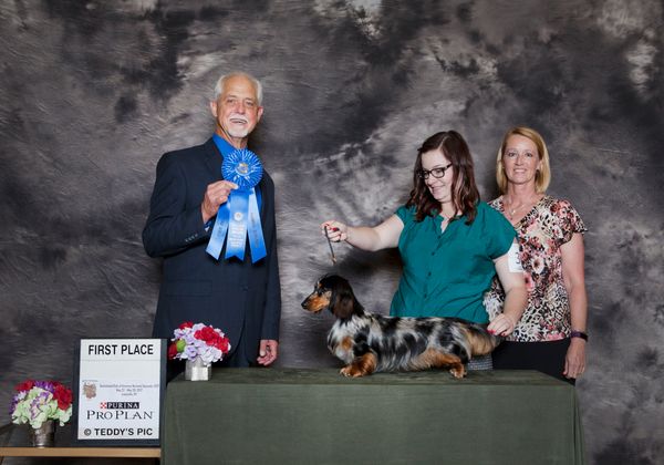 "Reine"
GCH. Galewinns Four Queens MLD
(GCH. Galewinns Kaycees Golden Ticket MLD x GCH. Galewinns Kaycees Partner in Crime ML