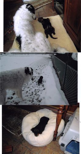 Sonny (green boy) with his new roomate Drum. So cute to see a Borzoi and a dachshund hanging out together!