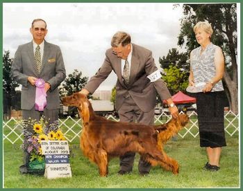 "Conor" CH. Lunn's Rock Star MH (CH. Lunn's Queen of Hearts x Lunn's Leading Man) OFA Hips Good, Thyroid Normal
