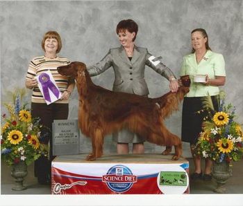 "Sully" CH. RedTale Sunshine On Ice (CH. Galewinns Put Me In Coach x CH. Token Triple 7 Cat) Sully is a Bo son and is pictured finishing his championship in March of 2012. Congrats to owner Ann Alves and breeder Debbie Murray!